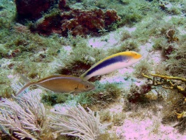 Yellowcheek Wrass and Brown Chromis ( ) IMG 9561